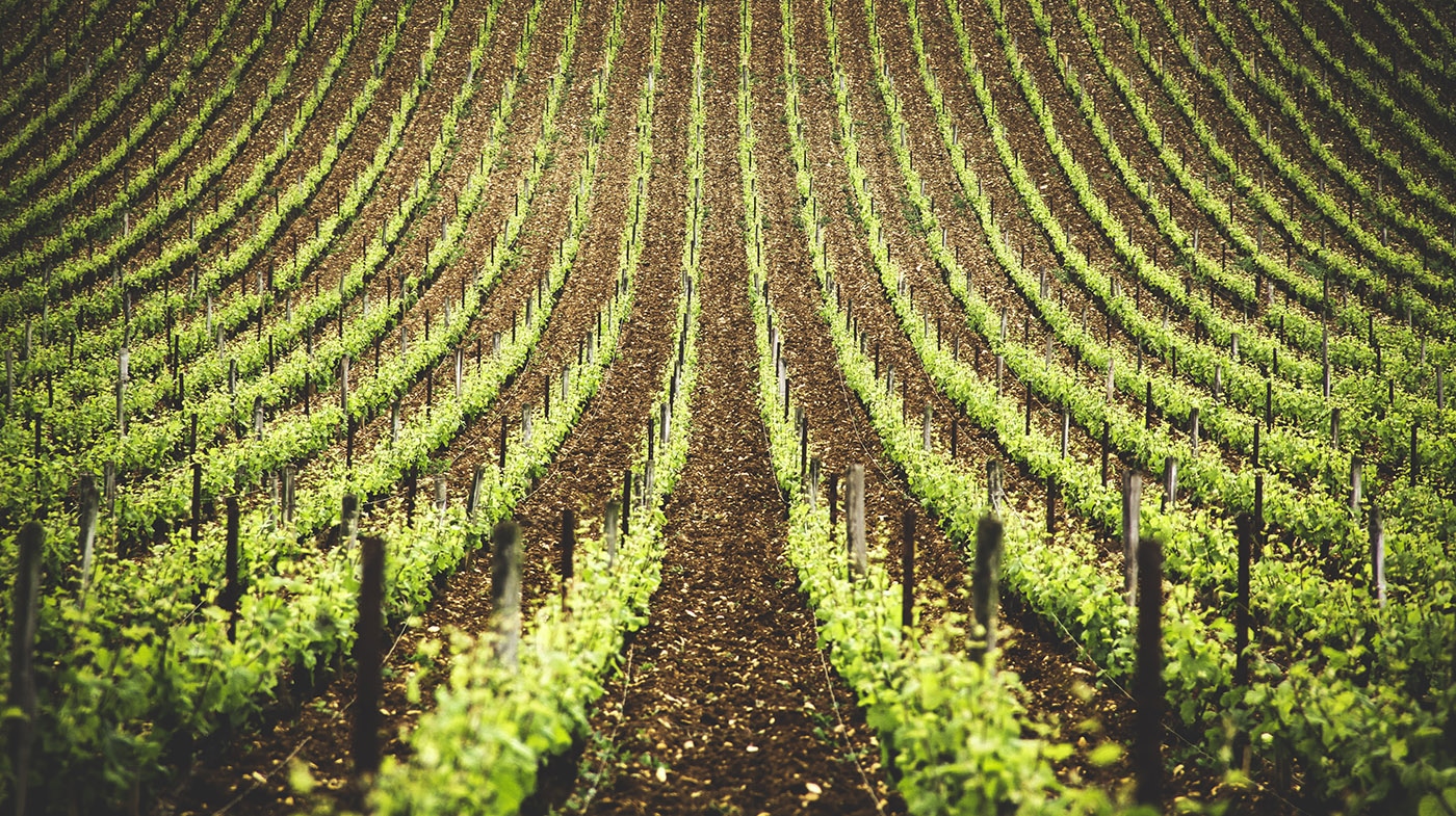 Richebourg vineyard bourgogne