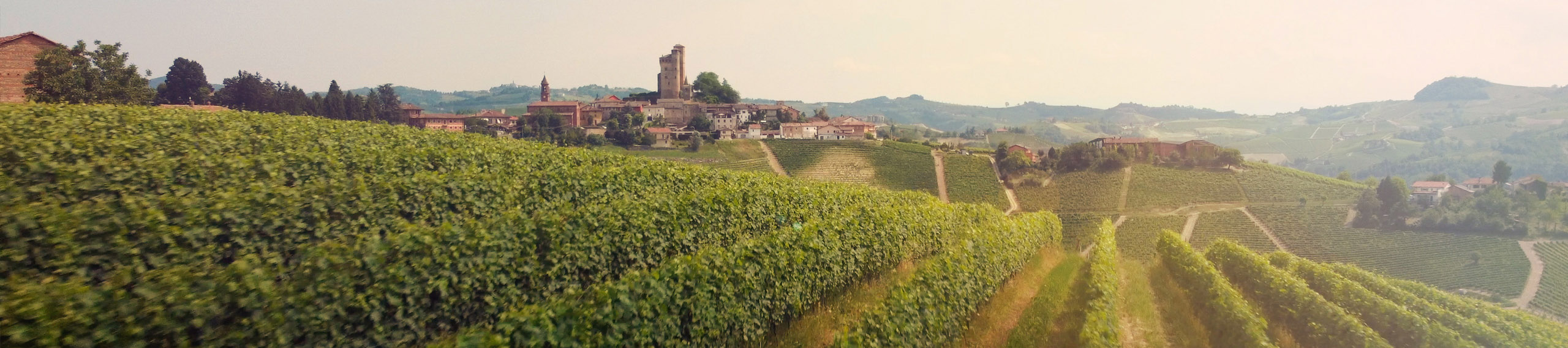 Vineyard in italy